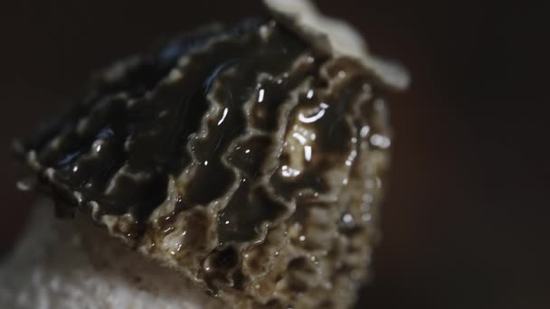 Wet Black Morel Mushroom Close — Wideo stockowe