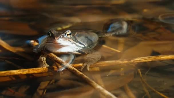 Wild Frog Pond Forest Close — Stok video