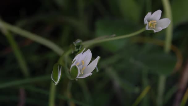 Garden Star Bethlehem Ornithogalum Umbellatum Opening Sun Starts Shine Timelapse — 비디오