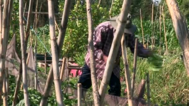 Farmer Weeding His Strawberry Crop Seen Crossed Reeds — стоковое видео