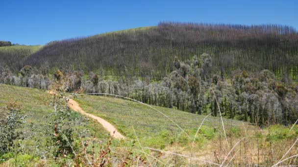 Plantation Native Forest Burnt Wildfire Guys Forest North East Victoria — Stockvideo