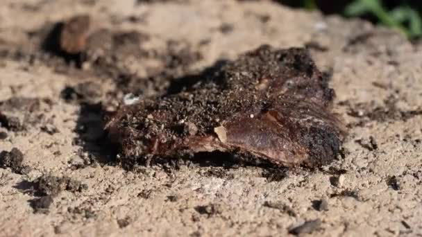 Professional Macro Timelapse Shot European Black Ants Lasius Niger — ストック動画