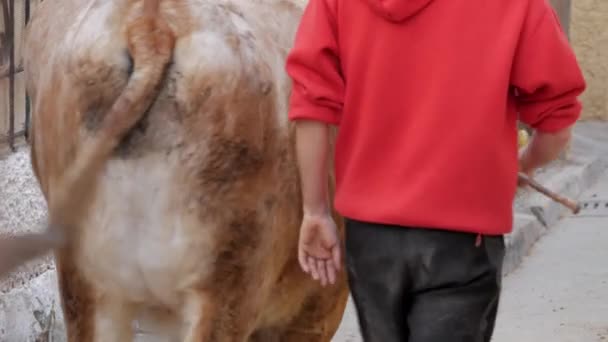 Young Shepherd Man Conducting Oxen Street Traditional Festival Encierro Spain — Stockvideo