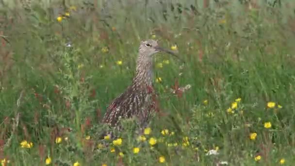 Curlew Standing Calling Wildflower Meadow Wind Moving Vegetation — Vídeo de stock