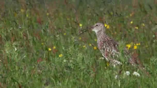 Eurasian Curlew Calling Wildflowers Wind Blowing Vegetation — Stock video