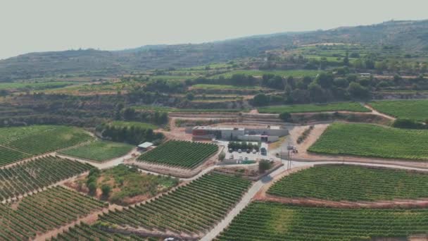 Beautiful Vineyard Southern Cyprus — Stok Video