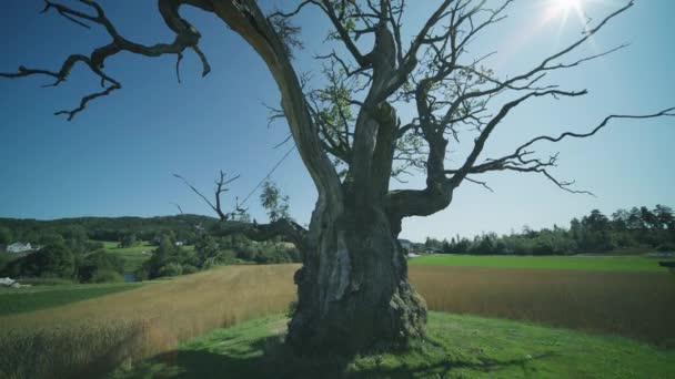 Thousand Year Old Oak Tree Farm Fields Background Slow Motion — Video