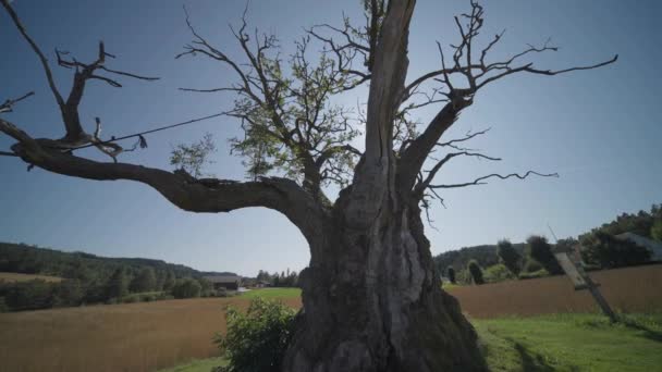 Thousand Year Old Oak Tree Farm Fields Background Slow Motion — Vídeo de Stock