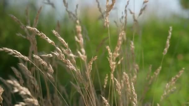 Wheat Bush Moves Slowly Wind — Stock video