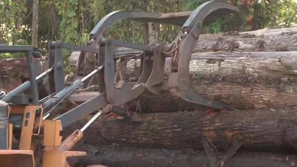 Using Tractor Loader Move Logs Amazon Rainforest Tall Stack — Stockvideo