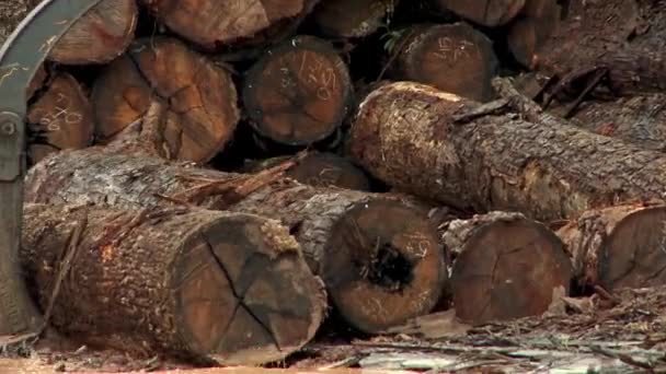 Deforestation Area Amazon Rainforest Dozens Felled Trees Wait Bulldozered Heavy — Vídeo de stock