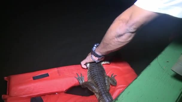 Letting Yacare Caiman Ariau River Night Side Boat — Stockvideo