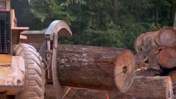 Deforestation Rainforest Amazon Big Bulldozers Heavy Trucks — Video Stock