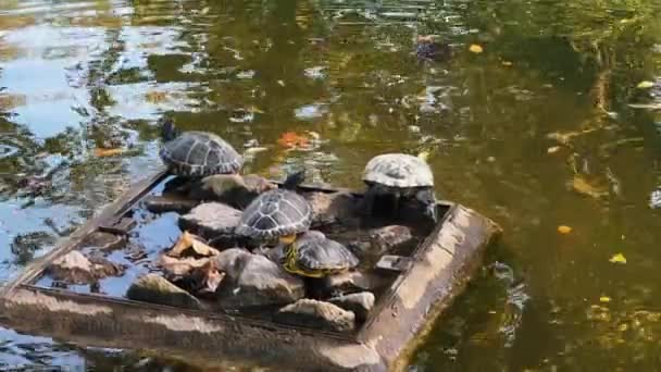 Garden Turtles Sunning Themselves Wooden Platform One Decides Get Wet — Stockvideo