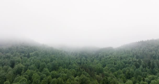 Misty Foggy Forest Caucasus Mountains Georgia Truck Right — Stockvideo