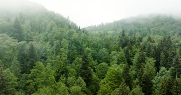 Aerial Misty Forest Caucasus Mountains Georgia Reverse Shot — Vídeos de Stock