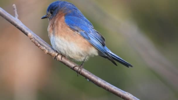 Eastern Bluebird Perched Twig Majestic Colorful Bird Close Shot — Vídeos de Stock