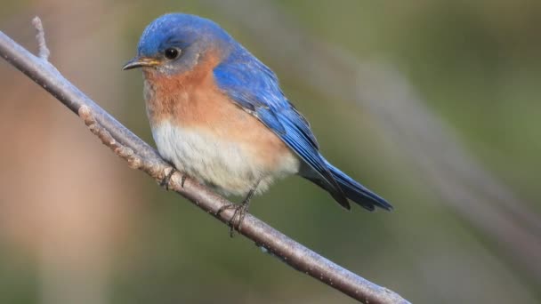 Close View Beautiful Eastern Bluebird Sialia Sialis North American Migratory — Vídeo de stock