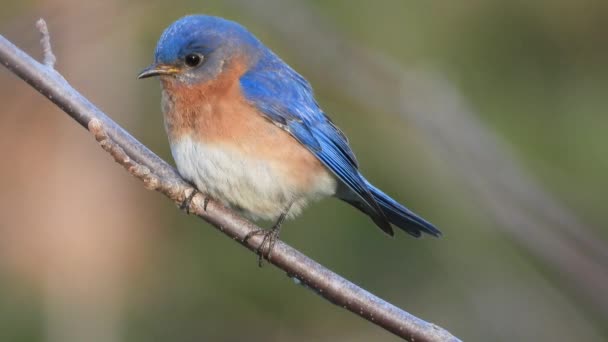 Close View Beautiful Eastern Bluebird Sialia Sialis North American Migratory — Stockvideo