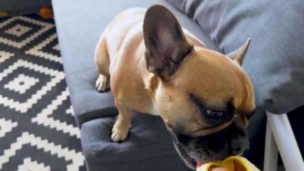 Slow Motion Shot Hungry French Bulldog Eating Banana Feeding Man — стоковое видео