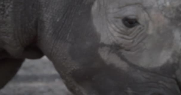 Sweet Rhino Eyes Wanting Attention — Vídeo de Stock