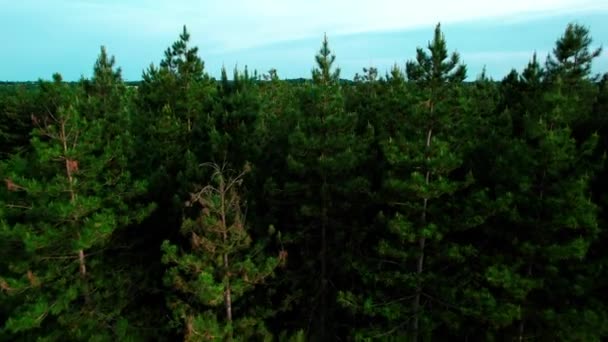 Green Conifer Forest Tops Blue Sky Endless Flatlands Aerial Ascend — Wideo stockowe