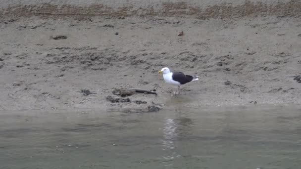 Great Black Backed Gull Trying Eat Swallow Eel — 비디오