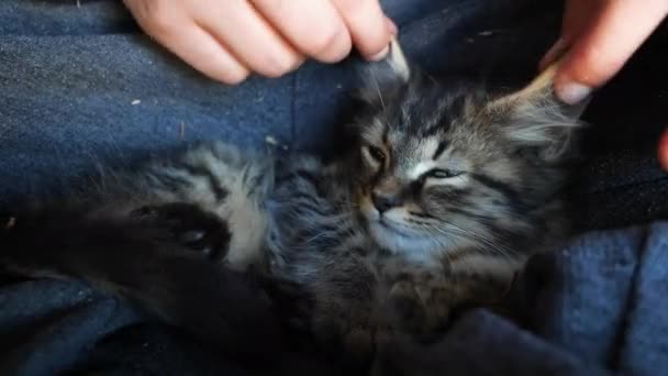 Close Patient Kitty Gets Ears Played Human — Wideo stockowe