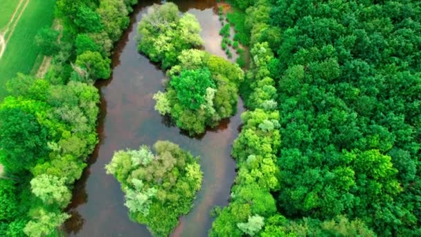 Forest Foliage Reflectin Small Pond Water Aerial Top View — Stock videók