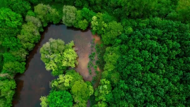 Pond Transparent Water Middle Forest Drone View — 图库视频影像