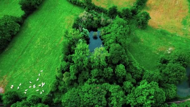 Herd Sheeps Sleeping Meadow Aerial View Green Trees Pond — ストック動画