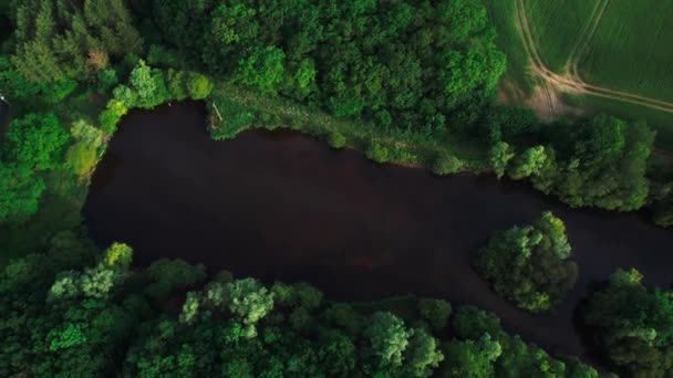 Small Water Pond Surrounded Dense Forest Agriculture Field Aerial View — Stockvideo