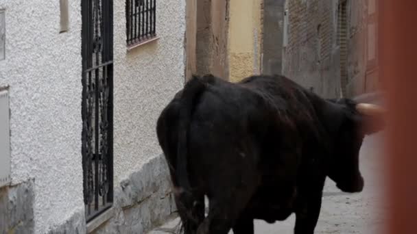 Handheld Medium Black Cow Running Street Traditional Celebration Encierro Spain — стоковое видео