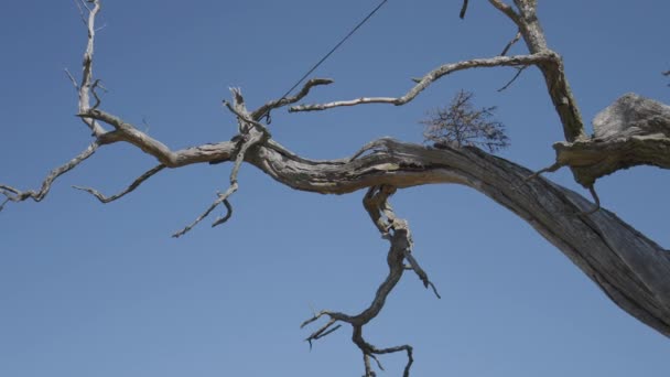 Close Shot Dry Withered Branches Thousand Year Old Oak Tree — стоковое видео