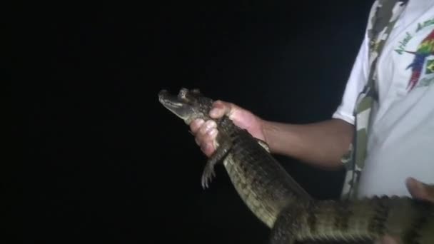 Yacare Caiman Ajuda Guarda Florestal Que Pegou Rio Ariau Floresta — Vídeo de Stock