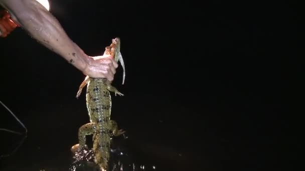 Man Holding Crocodile Releasing Ariau River Amazon Rainforest Nearest Town — Stock Video