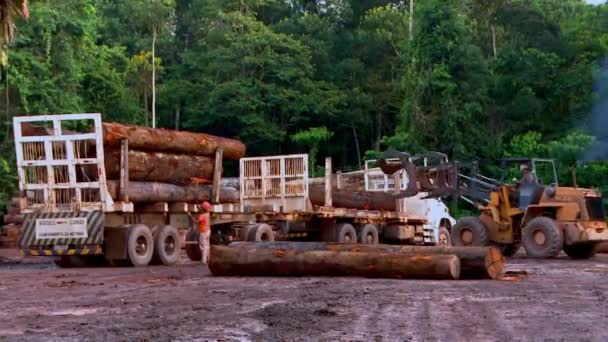 Büyük Buldozerlerden Biri Amazon Yağmur Ormanlarının Ağaçlarını Bir Orman Tahrip — Stok video