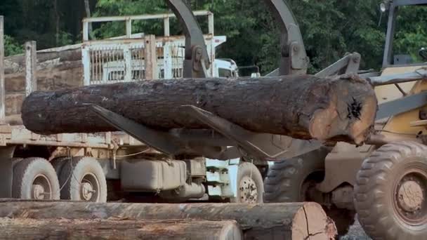 在亚马逊的伐木场上 被砍倒的大树用推土机装上卡车 — 图库视频影像