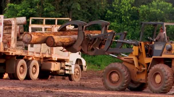 Man Laadt Een Vrachtwagen Met Grote Gestripte Bomen Bij Een — Stockvideo