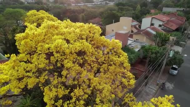 Flyover Lush Yellow Tree Residential Building Backyard Tilt Motion — Stock videók