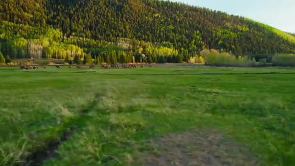 Colorado Wildlife Deer Elk Game Grazing Green Grassy Field Beautiful — 图库视频影像