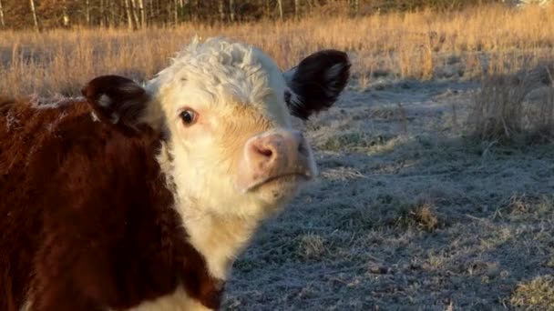 Close Face Brown White Miniature Hereford Calf Looking Camera Outdoors — Stockvideo