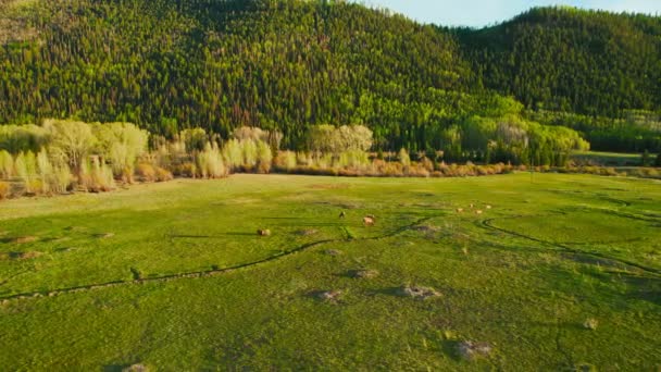 Aerial Drone Shot Deer Elk Wildlife Grazing Peacefully Mountain Valley — Stockvideo