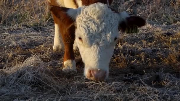 Close Face White Brown Hereford Cow Grazing Winter Pasture — ストック動画