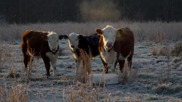 Three Miniature Hereford Cows Look Camera Frosty Cold Morning — Stockvideo