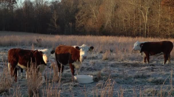 Miniature Cattle Herd Golden Hour Nature Winter Farm Morning — ストック動画