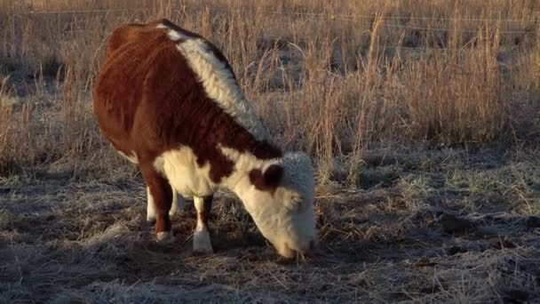 Miniature Hereford Cow Grazing Frosty Morning Pasture Chewing Cud — Stock video