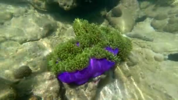 Purple Magnificent Anemone Heteractis Magnifica — Stock Video