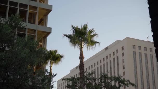 Palm Tree City Buildings Background — Stockvideo