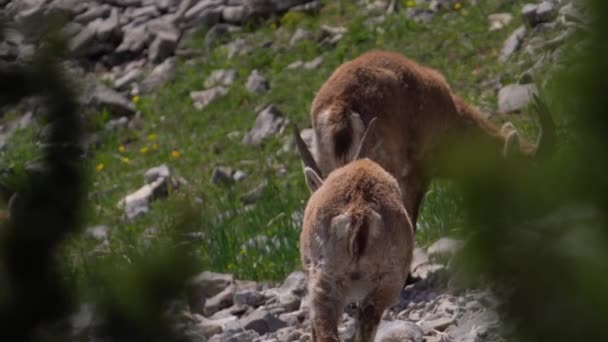 Ibex Animals Grazing Rocky Mountains Sunny Day Selective Focus Shot — Stok video